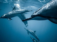 半岛体育官方网站-亚特兰大4-1多特总比分4-3晋级 本塞拜尼补时送点